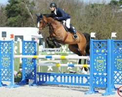 broodmare Ravenna Adelheid Z (Zangersheide riding horse, 2007, from Rival Z)