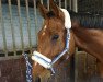 jumper Chacconvo (Oldenburg show jumper, 2009, from Chaccomo)