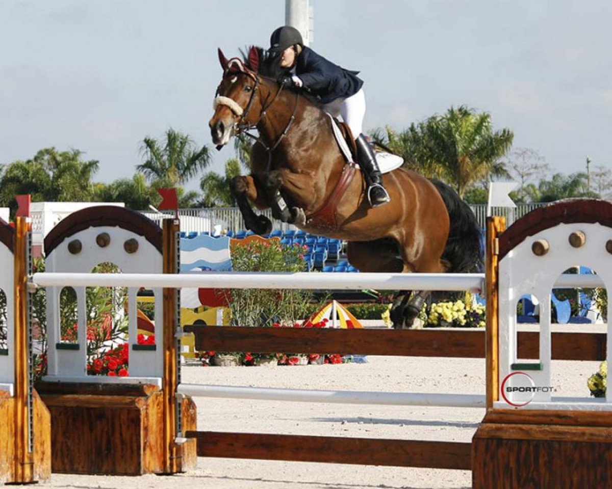 jumper Plenty (KWPN (Royal Dutch Sporthorse), 1997, from Burggraaf)