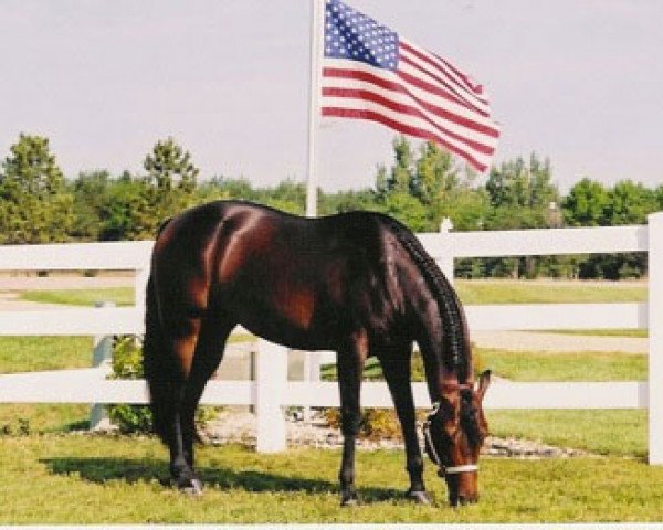 Deckhengst Macs Good N Plenty (Quarter Horse, 1997, von Zippos Mr Good Bar)