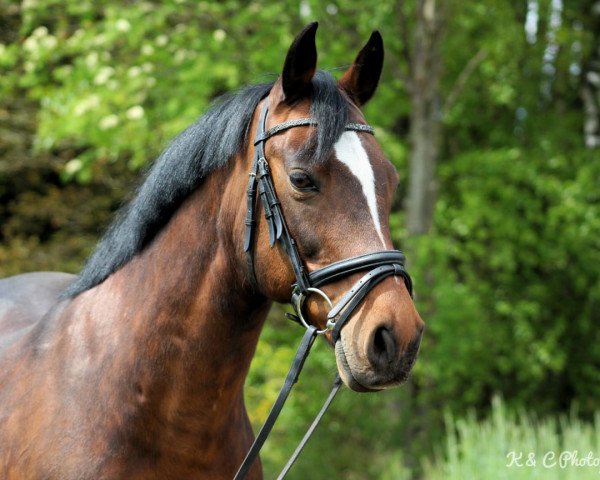 dressage horse B-Mackintosch (German Riding Pony, 2002, from Bernstein)