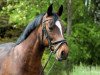 dressage horse B-Mackintosch (German Riding Pony, 2002, from Bernstein)