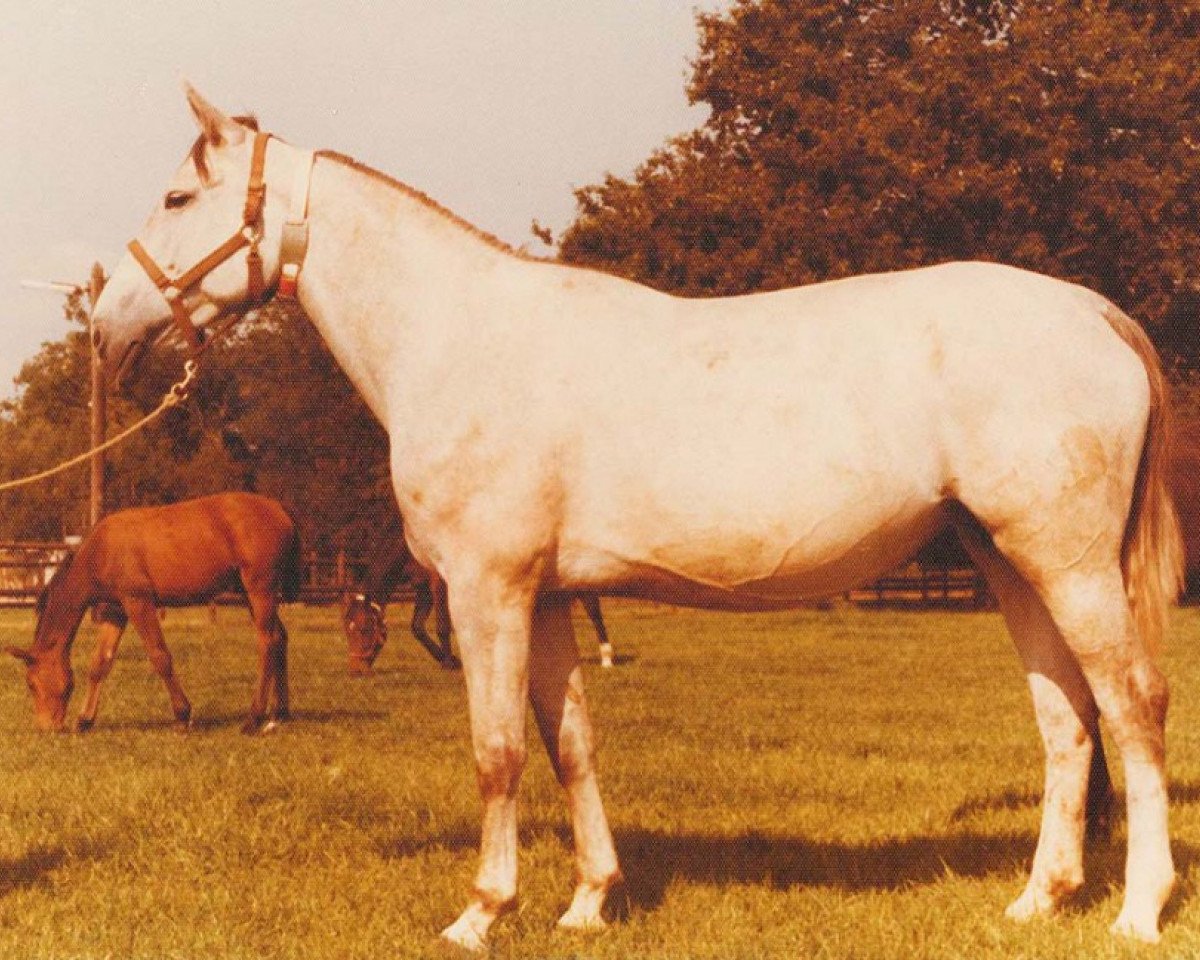 Zuchtstute Goldine (KWPN (Niederländisches Warmblut), 1988, von Nimmerdor)