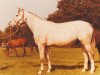 broodmare Goldine (KWPN (Royal Dutch Sporthorse), 1988, from Nimmerdor)