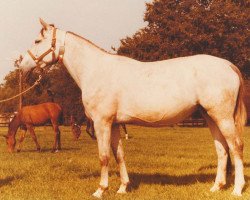 Zuchtstute Goldine (KWPN (Niederländisches Warmblut), 1988, von Nimmerdor)