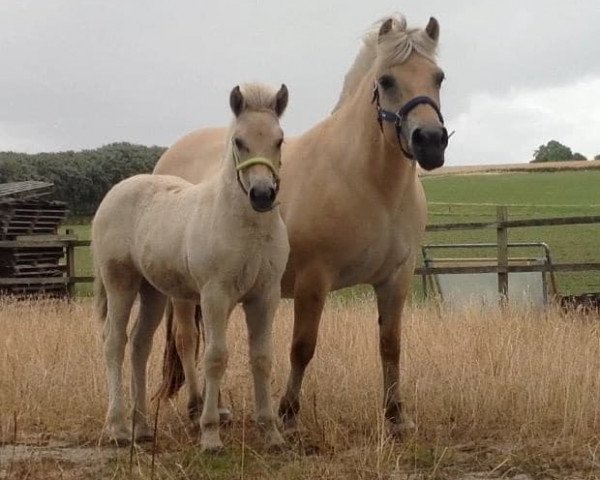 broodmare Rose Skovå (Fjord Horse, 2010, from Model Skovå)