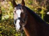 dressage horse Draufgänger (Bavarian, 2012, from Don Marco 3)