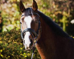 dressage horse Draufgänger (Bavarian, 2012, from Don Marco 3)