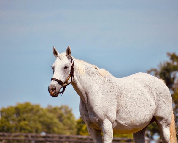 broodmare El Fasto xx (Thoroughbred, 2001, from El Prado xx)