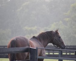 stallion Include xx (Thoroughbred, 1997, from Broad Brush xx)