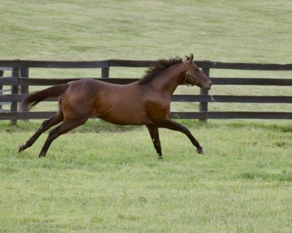 stallion American Freedom xx (Thoroughbred, 2013, from Pulpit xx)