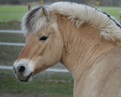 broodmare Smilla Baroness (Fjord Horse, 2004, from Roni Baron)