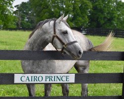 stallion Cairo Prince xx (Thoroughbred, 2011, from Pioneerof The Nile xx)