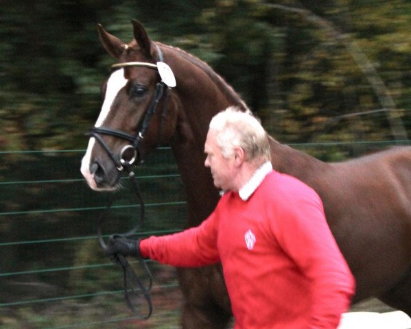 dressage horse Licanto 4 (Westphalian, 2010, from Henglein's Licosto)