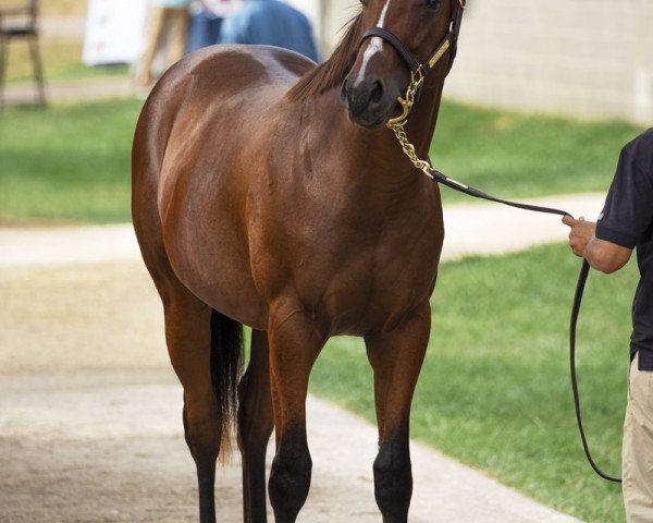 horse Stage Raider xx (Thoroughbred, 2018, from Pioneerof The Nile xx)