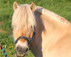 broodmare Happy Beverly (Fjord Horse, 2005, from Ohlsen)