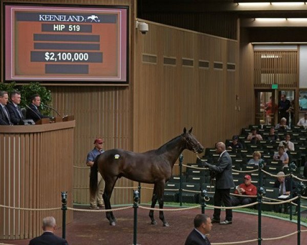 horse Hengst von Pioneerof the Nile xx (Thoroughbred, 2018, from Pioneerof The Nile xx)