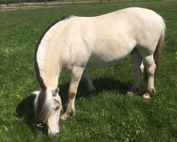 horse Heljar (Fjord Horse, 2008, from Hermanto N.2711)