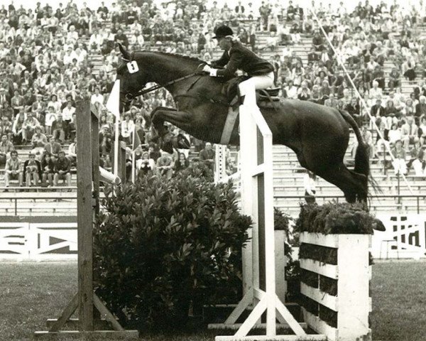 horse Akito (Hanoverian, 1968, from Adlerfarn I)