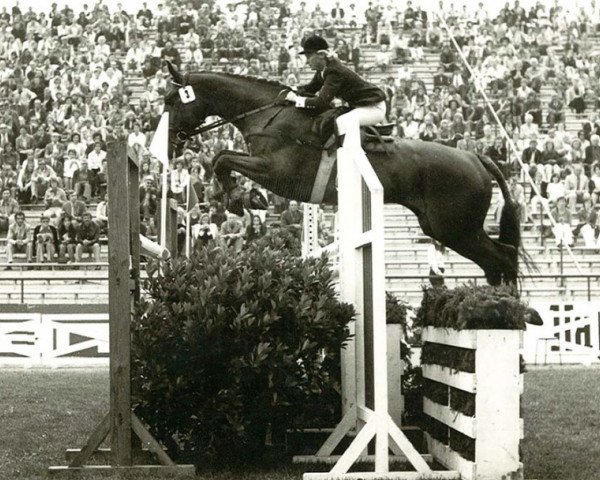 Pferd Akito (Hannoveraner, 1968, von Adlerfarn I)