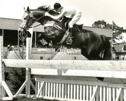 horse Rocky (Hanoverian, 1960, from Ramzes AA)