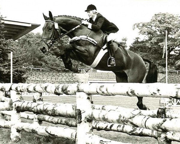 horse Dublin (Hanoverian, 1969, from Davos)
