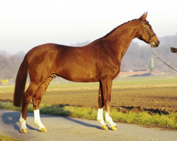 stallion Zucchero Adelheid Z (Zangersheide riding horse, 2001, from Zalza)