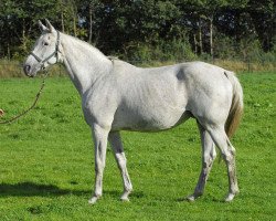 Zuchtstute Iris (KWPN (Niederländisches Warmblut), 1990, von Enrico AA)