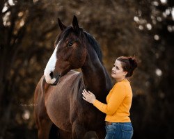 jumper Cavalino de moi (Oldenburg show jumper, 2004, from Concetto I)