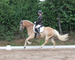 dressage horse Sydney (5,86% ox) (Edelbluthaflinger, 2014, from Souvenier 10 (6,25% ox))