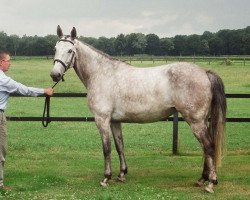 broodmare R-Mara (Belgian Warmblood, 1994, from Olisco)