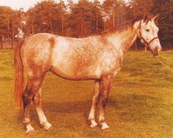 broodmare Gloria (Hanoverian, 1972, from Gotthard)