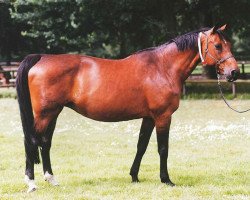 broodmare Ralpha Z (Hanoverian, 1982, from Ramiro Z)