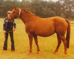 broodmare Gotenamt Z (Hanoverian, 1967, from Gotthard)