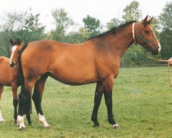 broodmare Raissa Z (Hanoverian, 1985, from Ramiro Z)