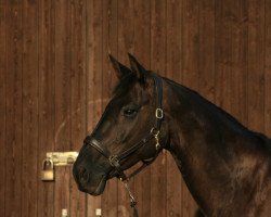 broodmare Heaven's Mystic Angel (Rhinelander, 2009, from Hoftanz)