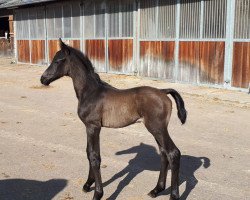 stallion Hengst von Dostojewski (Hanoverian, 2019, from Dostojewski)