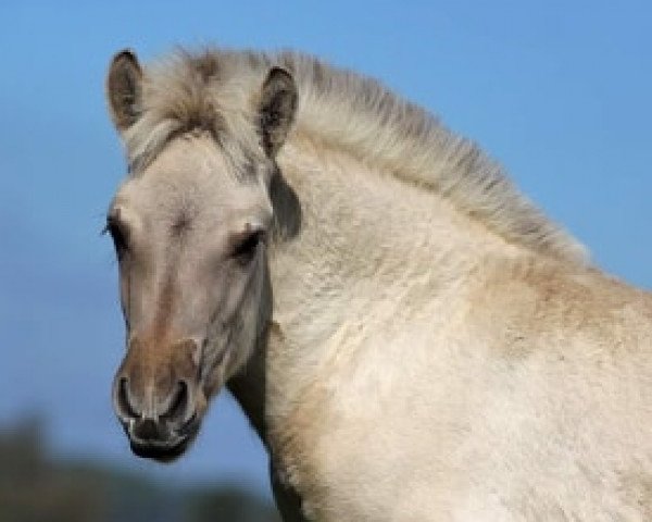 horse Klosterhof's Dante Da Vinci (Fjord Horse, 2019, from Da Vinci)