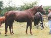 broodmare Riga Z (Hanoverian, 1990, from Rebel Z II)