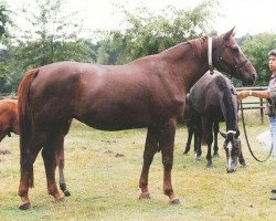 broodmare Riga Z (Hanoverian, 1990, from Rebel Z II)