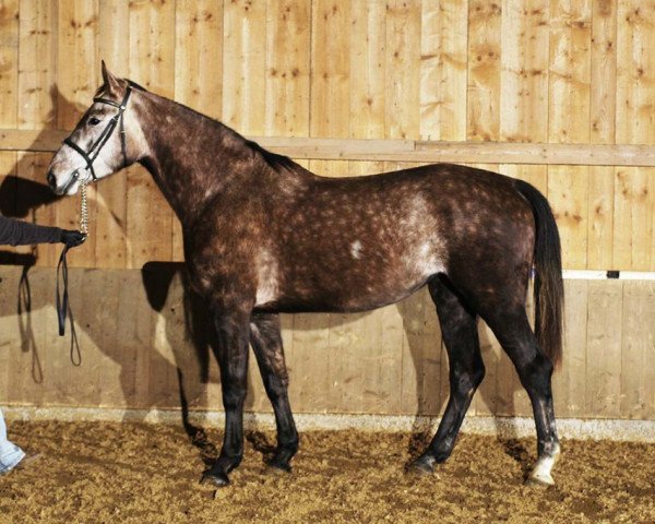 broodmare Aline Adelheid Z (Zangersheide riding horse, 2002, from Artos Z)