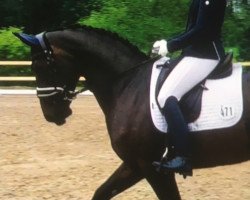 dressage horse Filantropa (Hanoverian, 2014, from Foundation 2)