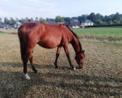 dressage horse SCR Samurai (German Warmblood, 2018, from Spezial Color R)