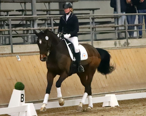 dressage horse Florine 15 (Rhinelander, 2009, from Filius Bedo)