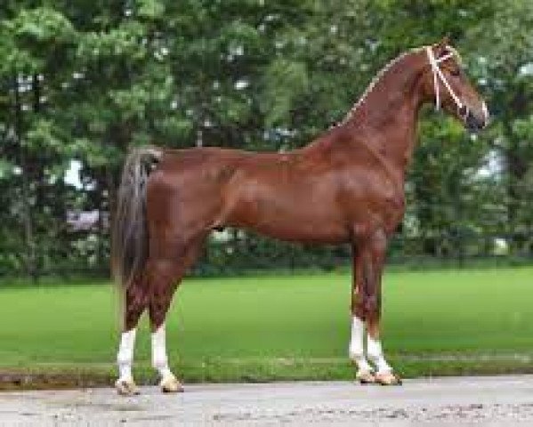 stallion Fantijn (KWPN (Royal Dutch Sporthorse), 2010, from Patijn)