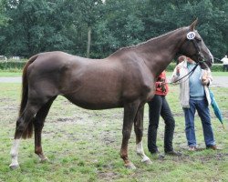 broodmare April Love ZH (Hanoverian, 1986, from Alme)