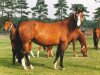 broodmare Rhea Z (Hanoverian, 1985, from Ramiro Z)