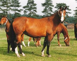 broodmare Rhea Z (Hanoverian, 1985, from Ramiro Z)