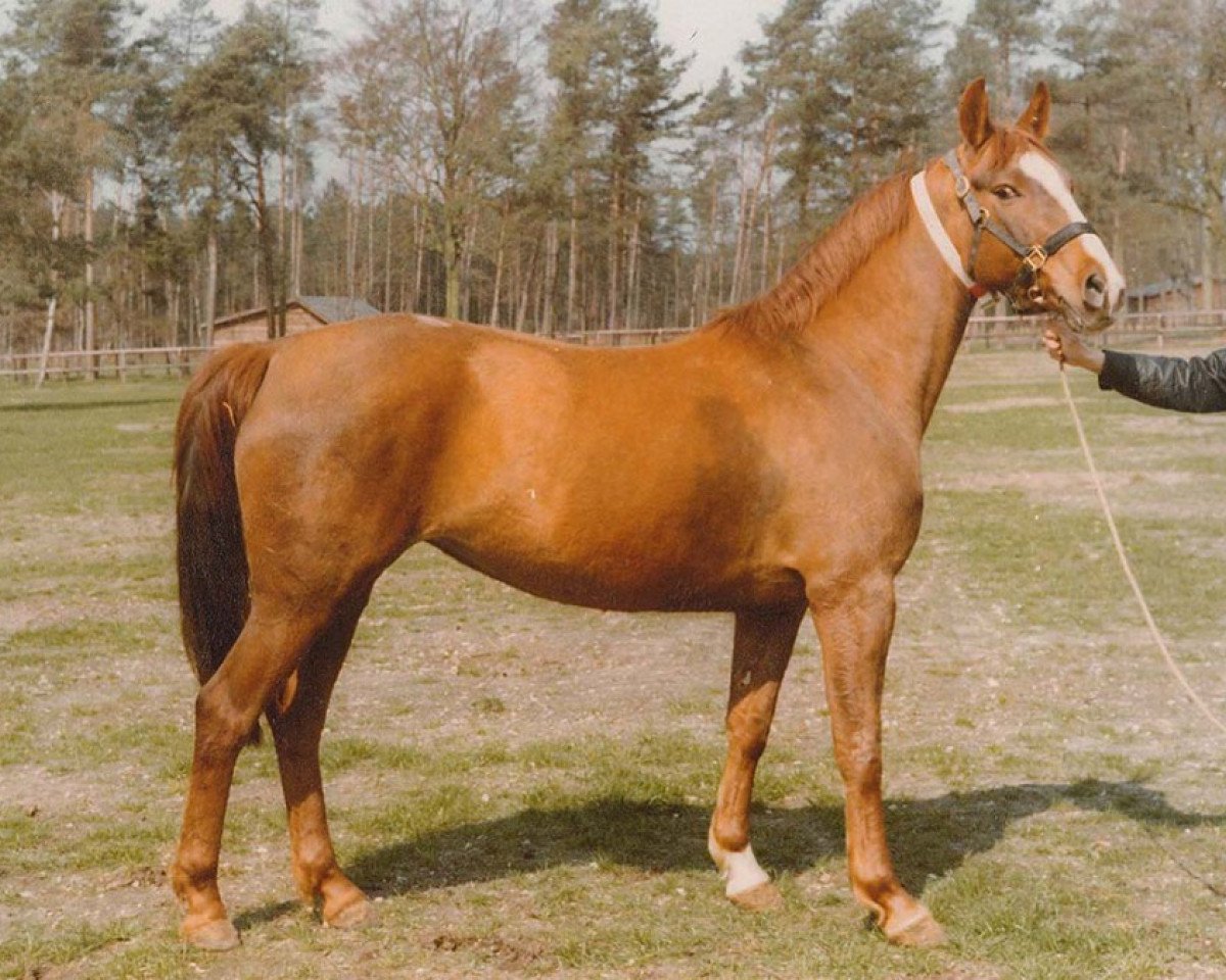 broodmare Wencke Z (Hanoverian, 1974, from Winnetou)