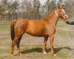 broodmare Wencke Z (Hanoverian, 1974, from Winnetou)